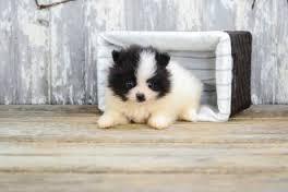 ##Fantastic Female and Male poms puppies for new home#(302)400-4672