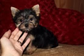  X MASS FREE Akc Charming Tea-Cup Yorkies Pu.ppies Ready for loving home (240) 466-8033