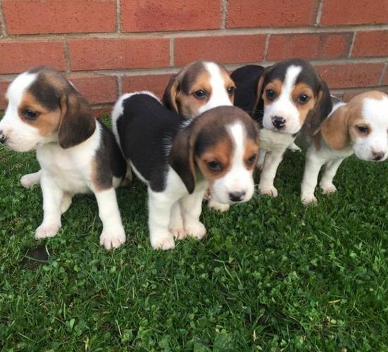 Pennysaver Adorable Beagle Puppies For Sale In Los Angeles