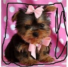 TWO Tiny CUTE Tea-cup Yorkies Pu.ppies Need 4ever Home NO FEES!!. Not For Sell!! PICK UP AT OUR