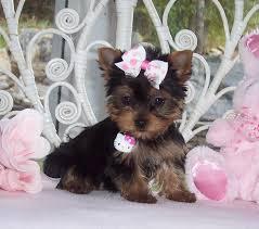 FREEEE TWO Tiny CUTE Tea-cup Yorkies Pu.ppies Need 4ever Home NO FEES!!. Not For Sell!! PICK UP