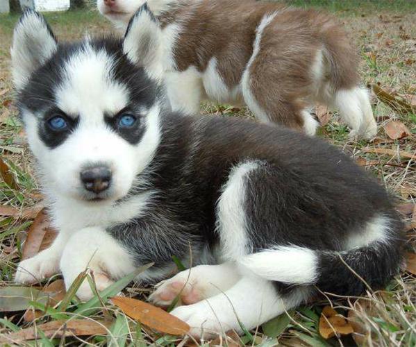 Quality Female and Male siberians huskys Puppies
