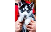 Quality siberians huskys Puppies:contact us at (508) 966-8408