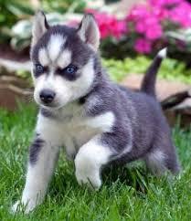  Quality siberians huskys Puppies:contact us at(707) 840-8141