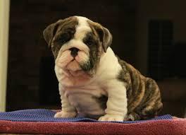 AKC Adorable English Bulldog Puppies Contact us with this Number  248)923-3250