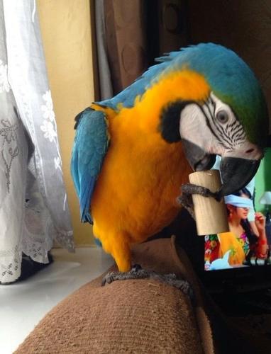 pair of well trained talking macaw parrots