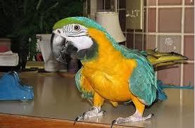pair of well trained talking macaw parrots