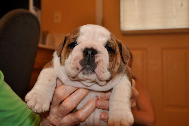 ??? FREE Gorgeous Englishh Bulldoggs Pu.ppies Not For Sell Free) Need Home???