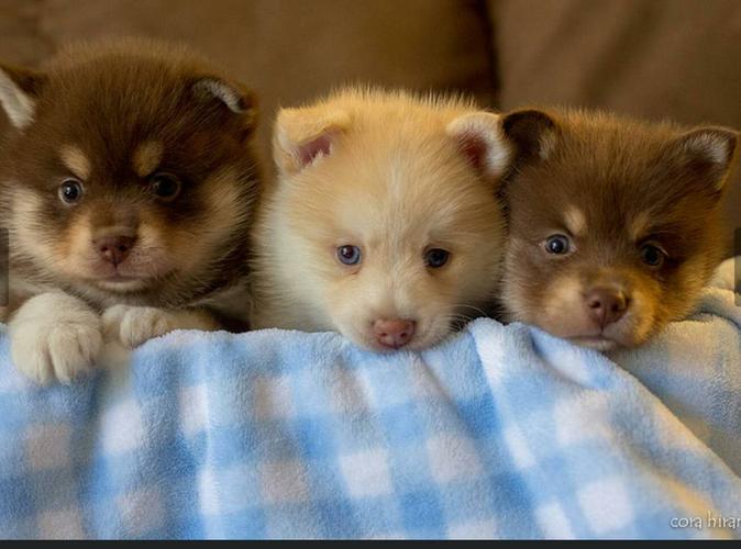 10 weeks old Pomsky puppies, comes with AKC reg papers,...