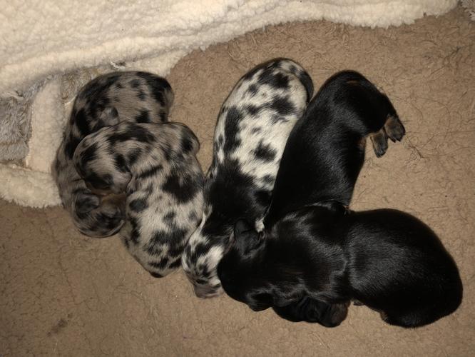 PennySaver Dapple dachshund puppies for sale in San
