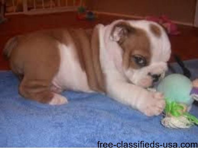 Your Best English Bulldog Puppy FOr Sale