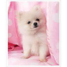 Male and Female Pomeranianss Puppies Available
