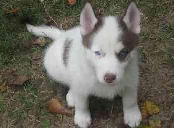  Quality siberians huskys Puppies: contact us at (302) 585-3148