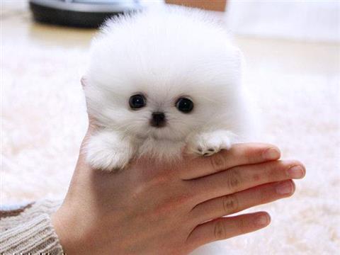 Sweet .Mini P.o.m.e.r.a.n.i.a.n puppies!!!sms (484) 679-5220