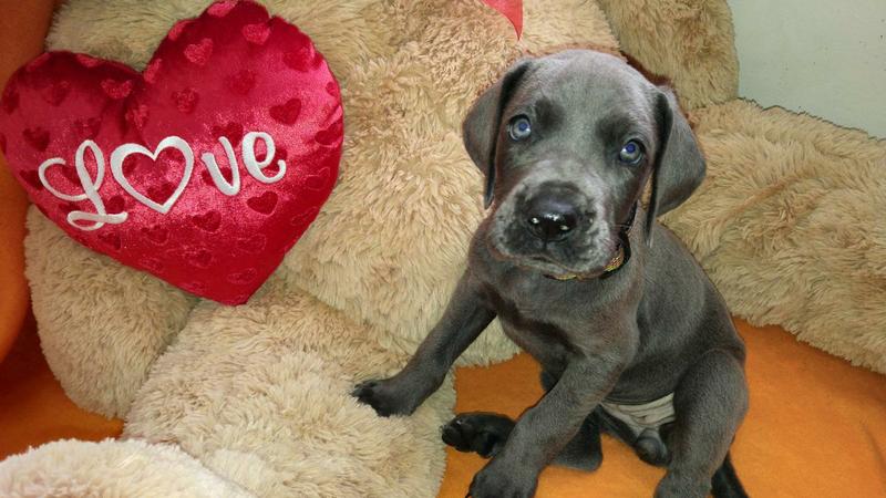 Blue great Dane babies for ideal rehoming