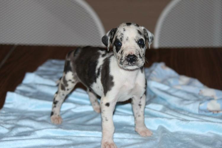 Gorgeous Akc Great Dane pups ready for their new homes!