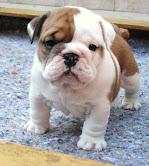  Quality English Bulldogs Puppies:contact us at (978) 743-9955