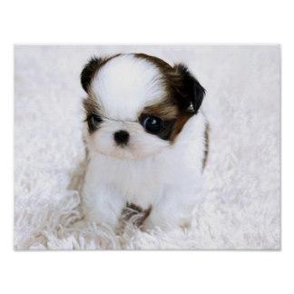 Gorgeous Shih-Tzu's puppies looking for good homes//360-646-8485