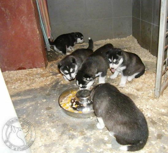  Quality siberians huskys Puppies:contact us at (401)  702-3651