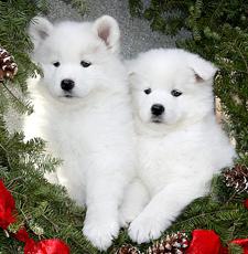 CUTE S.A.M.O.Y.E.D  Puppies: contact us at (785) 251-9511