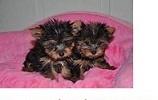  FERR FREEEE Gorgeous Tea-cup Yorkies Pu.ppies Not For Sell Free) Need Home