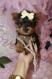  FERR FREEEE Gorgeous Tea-cup Yorkies Pu.ppies Not For Sell Free) Need Home