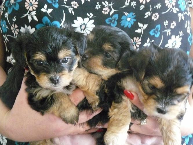 Loving Tea Cup Yorkie Puppies Text::302-583-2988
