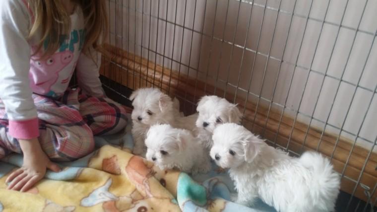 M.a.l.t.e.s.e Pups for Re- homing:.... 469--723--9445
