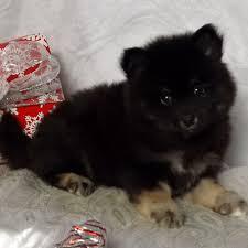 #Beautiful Male and Female Po.m.sky Pu.pp.ies  Available