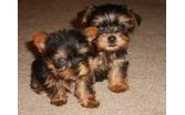BEAUTIFUL Y.O.R.K.I.E.S Puppies: contact us at (443) 266-6520 any time