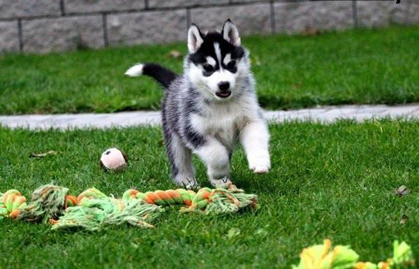 !!!!! Quality siberians huskys Puppies:!!!contact us at(218) 302 4719