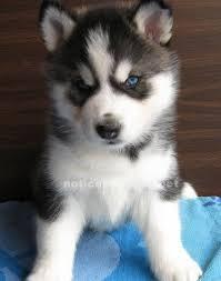 ???free Quality siberians huskys Puppies:???contact us at(707) 840-8141