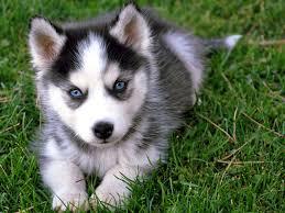 ???free Quality siberians huskys Puppies:???contact us at(707) 840-8141