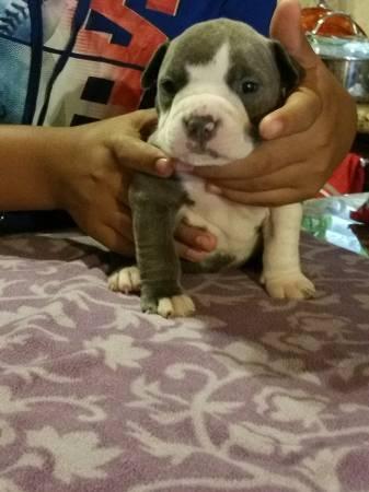 !!@#FREE Quality AMERICAN PIT BULL PUPPIES: FOR GOOD  HOMES !!#@contact us