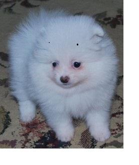 !!Male and Female Pomeranianss Puppies Available (920) 710-1469