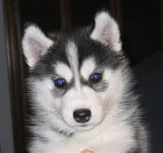 Free Blue Eyes G.orgeous Pu.ppies Not For Sell Free) Need Home
