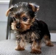 Gorgeous and well trained Tea-cup Yorkies Puppies in Need of loving Homes .contact us...