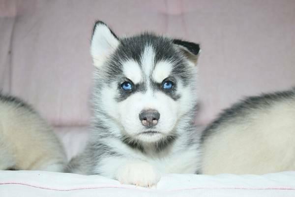 !!!!! Quality siberians huskys Puppies:!!!contact us at(909) 547-9351