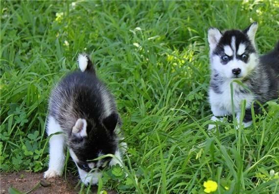  Quality siberians huskys Puppies contact us at (470) 248-1777