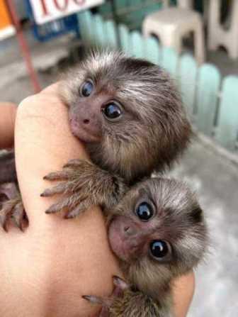 Well Trained Marmosets Monkeyss, sms (410) 934-0909 for info's