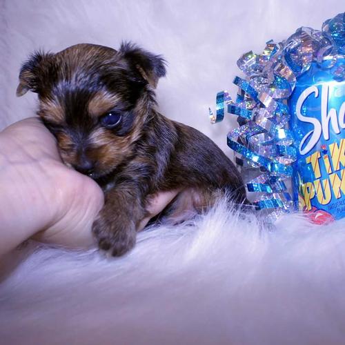 /#/#Fantastic Female and Male Y.o.r.k.i.e puppies for new home/#/