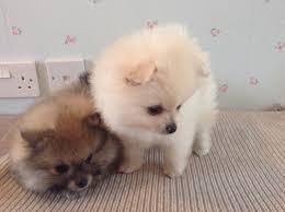 ##Fantastic Female and Male poms puppies for new home#(302)400-4672