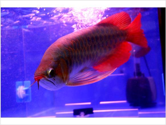 FRESH AND QUALITY SUPER AROWANA FISHES AND MANY OTHER FISHES AVAILABLE