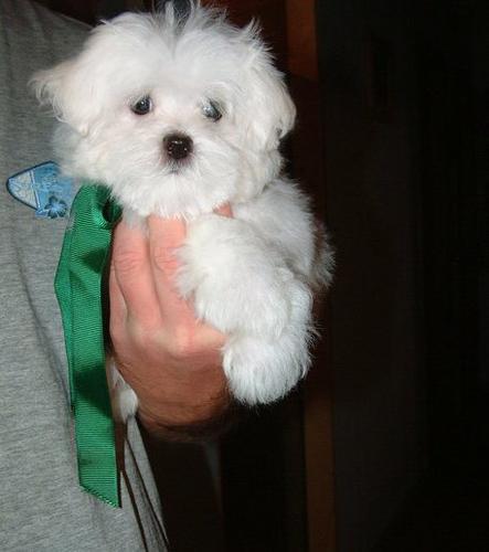 Top Quality Malteses Puppies:.contact us at(478) 257-2014