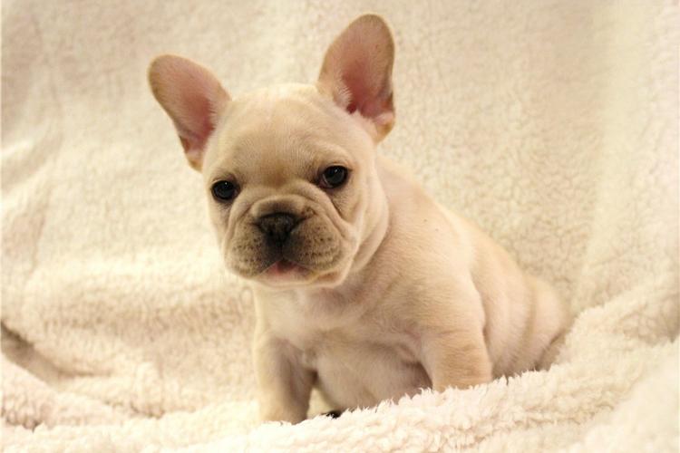 Quality French Bulldogs Puppies for Sale: SMS 405-928-0426