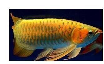 Chili Red, Asian Red, Super Red Arowana fish and many other species for sale