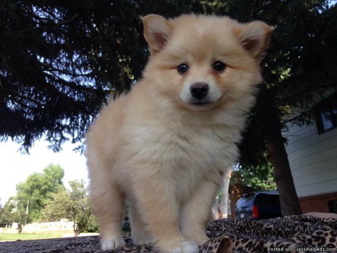 Ckc Pomsky Puppies For A Loving Family.contact us at (215) 664-7045