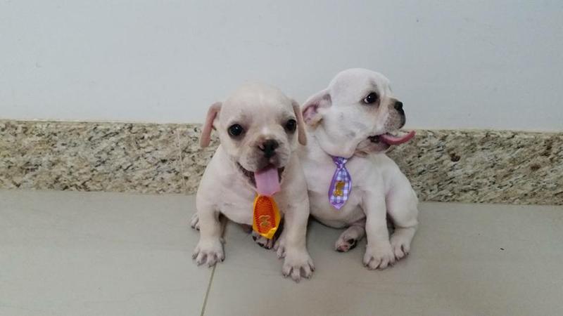 frenchie pups**for rehoming (915) 247-5641