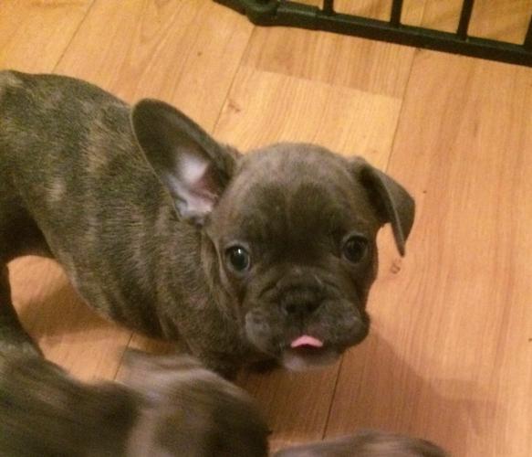 frenchie pups**for rehoming (240) 348-2065