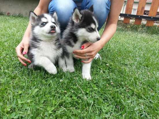  FREE Quality siberians huskys Puppies:contact us at (205) 433-7936
